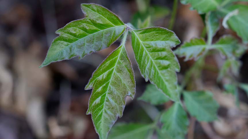 Poisonous Plants